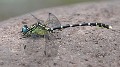 Hemigomphus heteroclytus male-2875